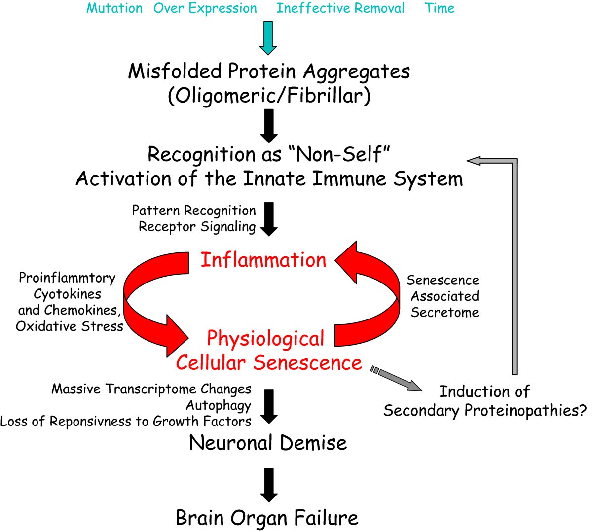 Proteinopathyinduced neuronal senescence a hypothesis for brain
