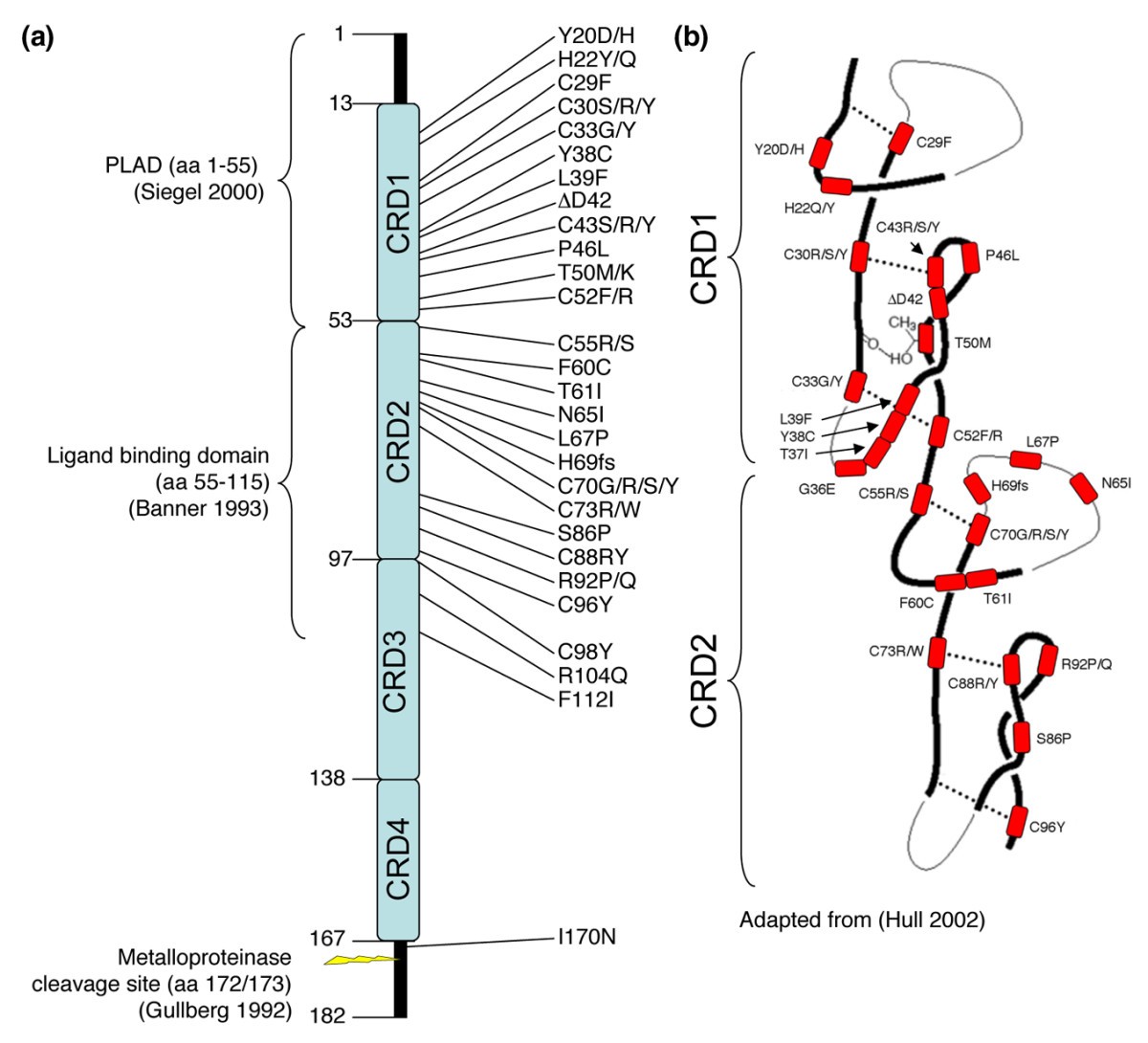 Falling into TRAPS receptor misfolding in the TNF receptor 1