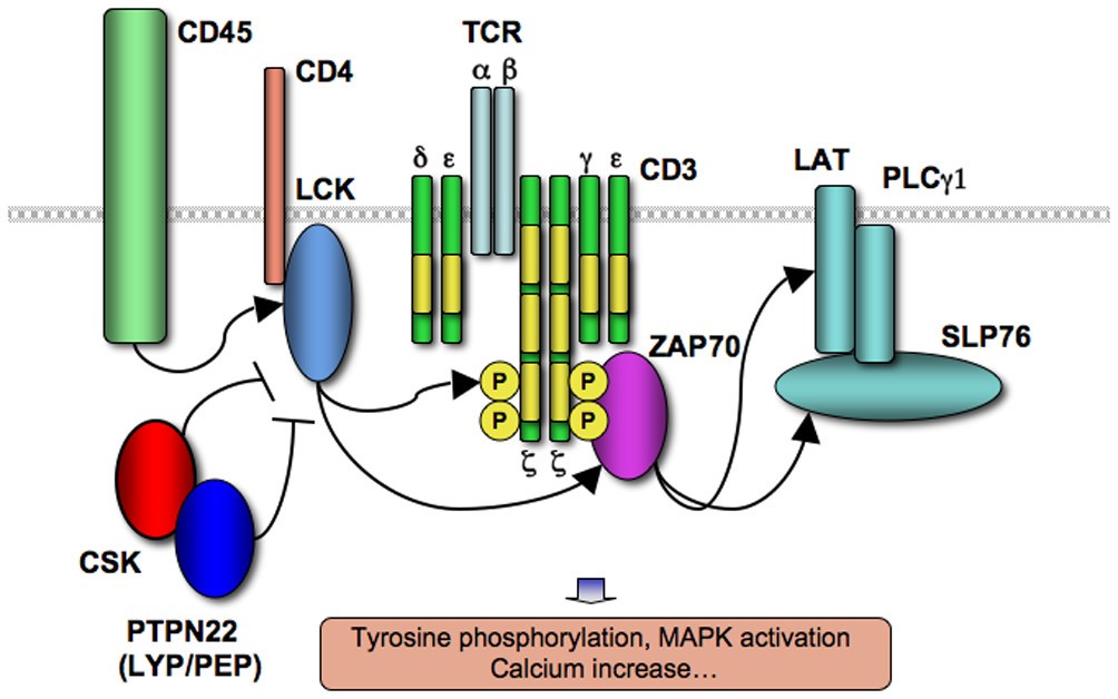 Antigen receptor signaling in the rheumatic diseases Arthritis
