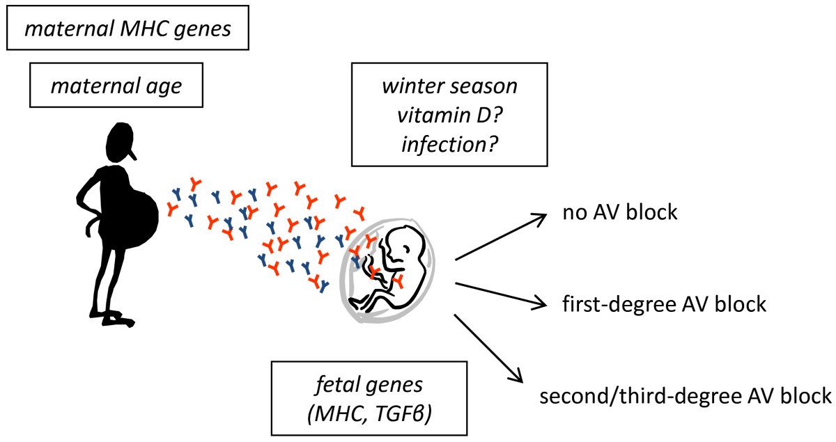 Congenital heart block evidence for a pathogenic role of maternal