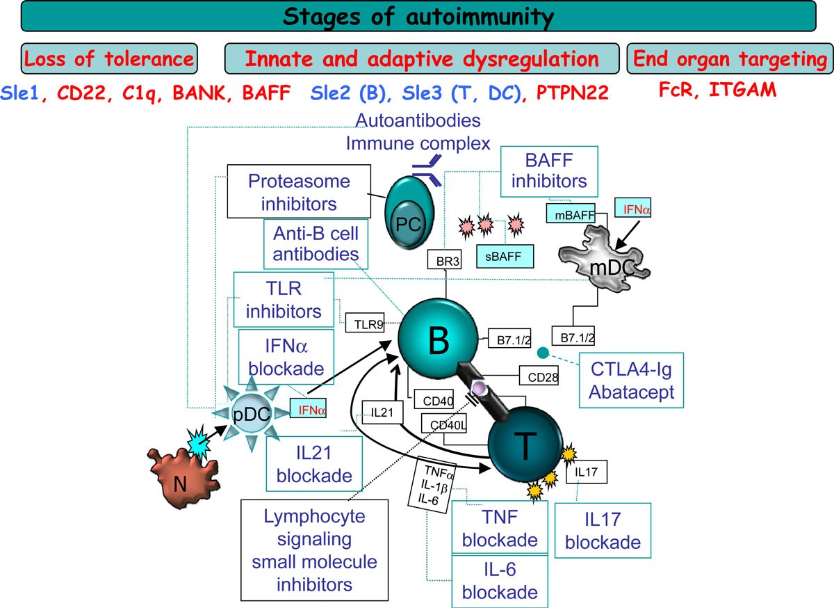 Treatment targets in systemic lupus erythematosus biology and clinical