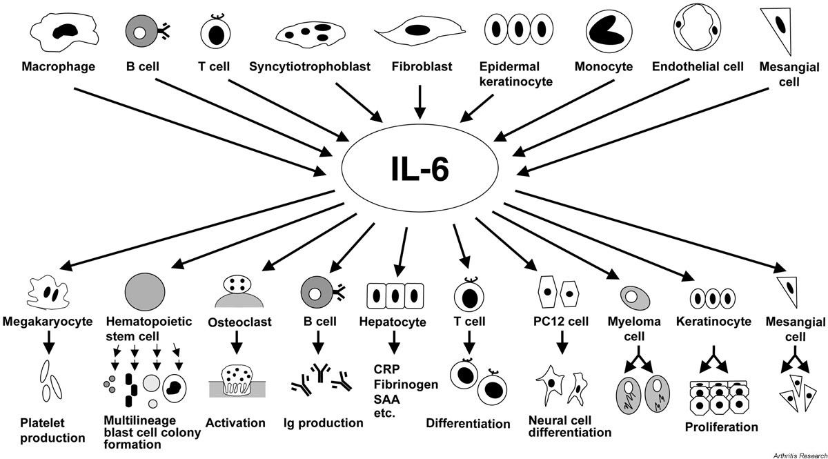 The paradigm of IL-6: from basic science to medicine | Arthritis ...