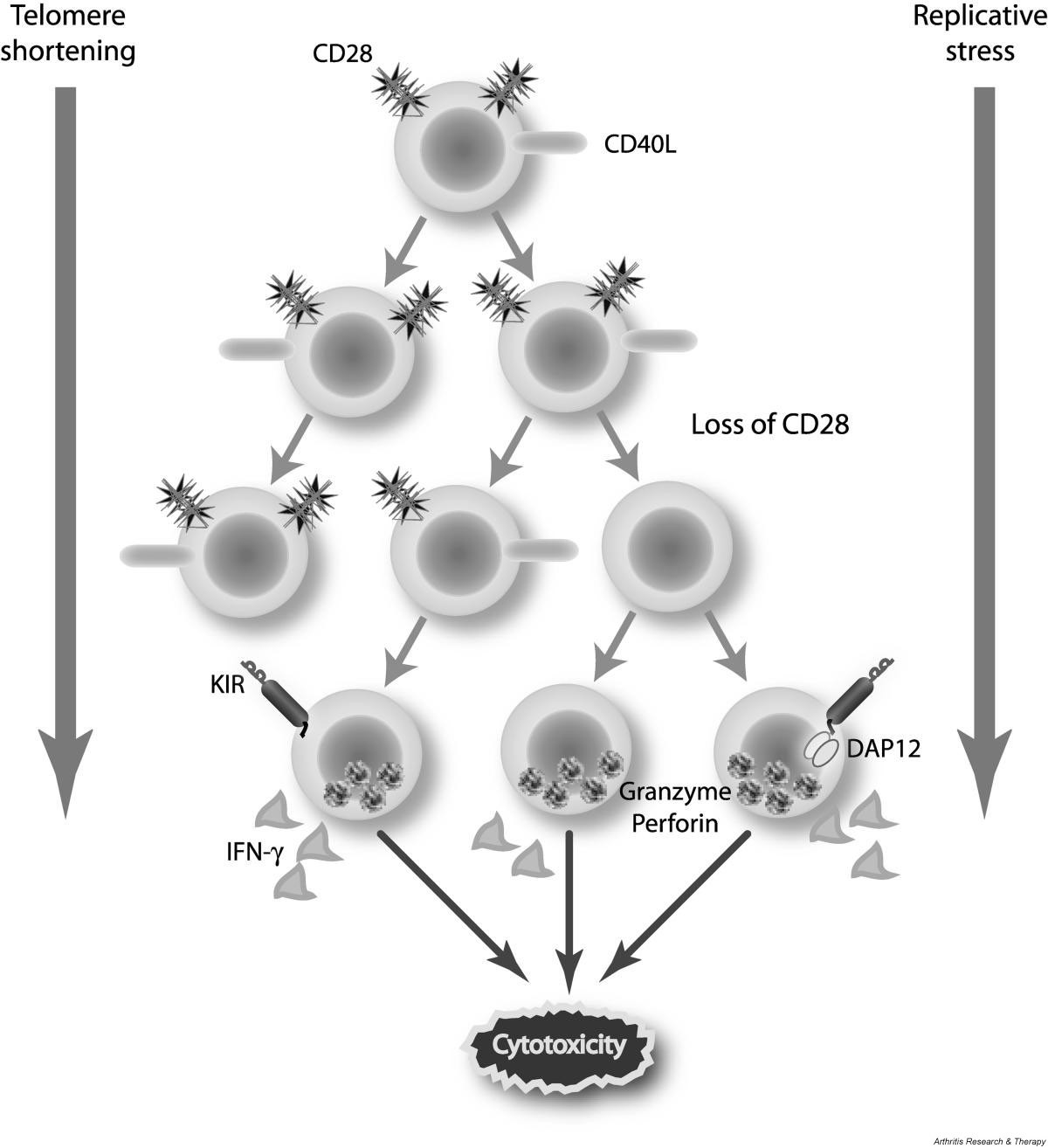 Ageing, autoimmunity and arthritis Tcell senescence and contraction