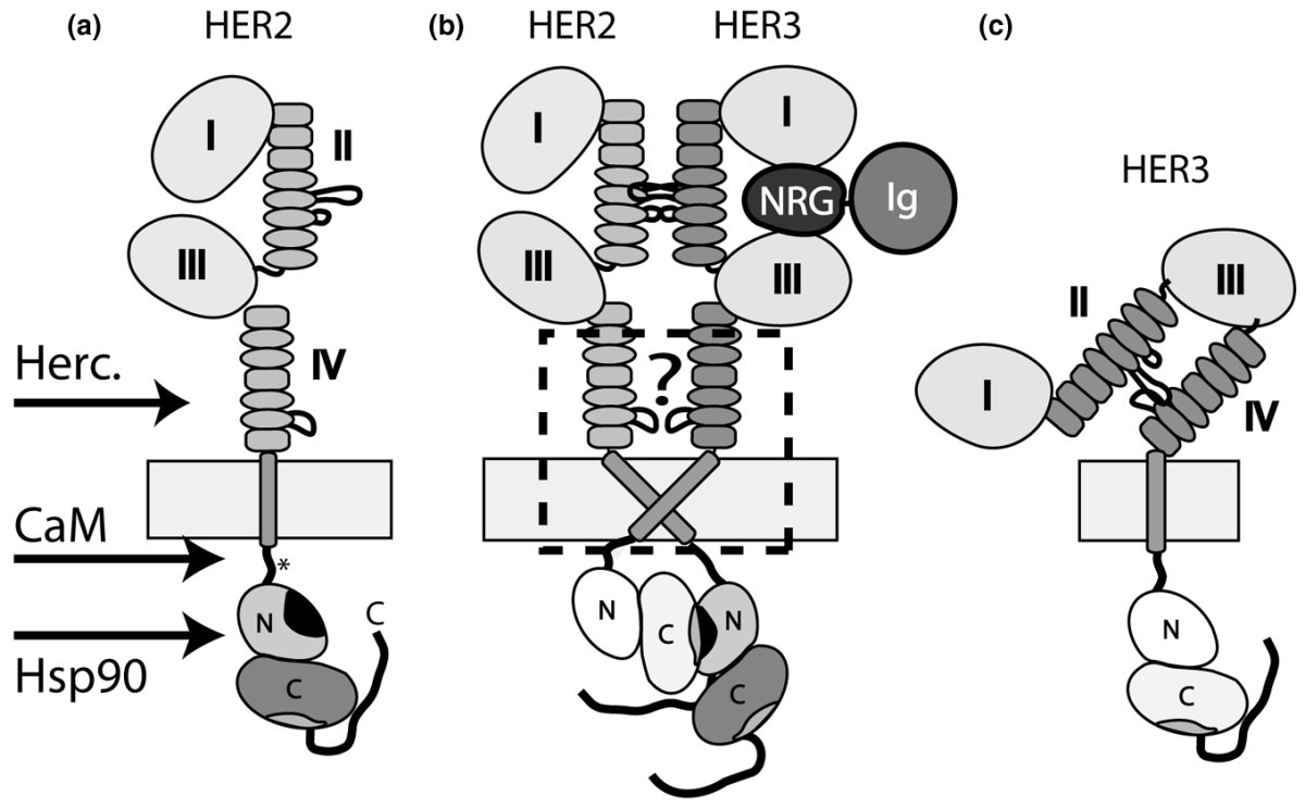 Her2 Therapy Her2 Erbb2 Functional Diversity From Structurally