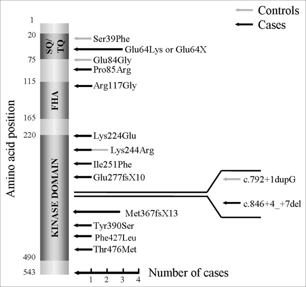 chk 2 gene chk 2 gene