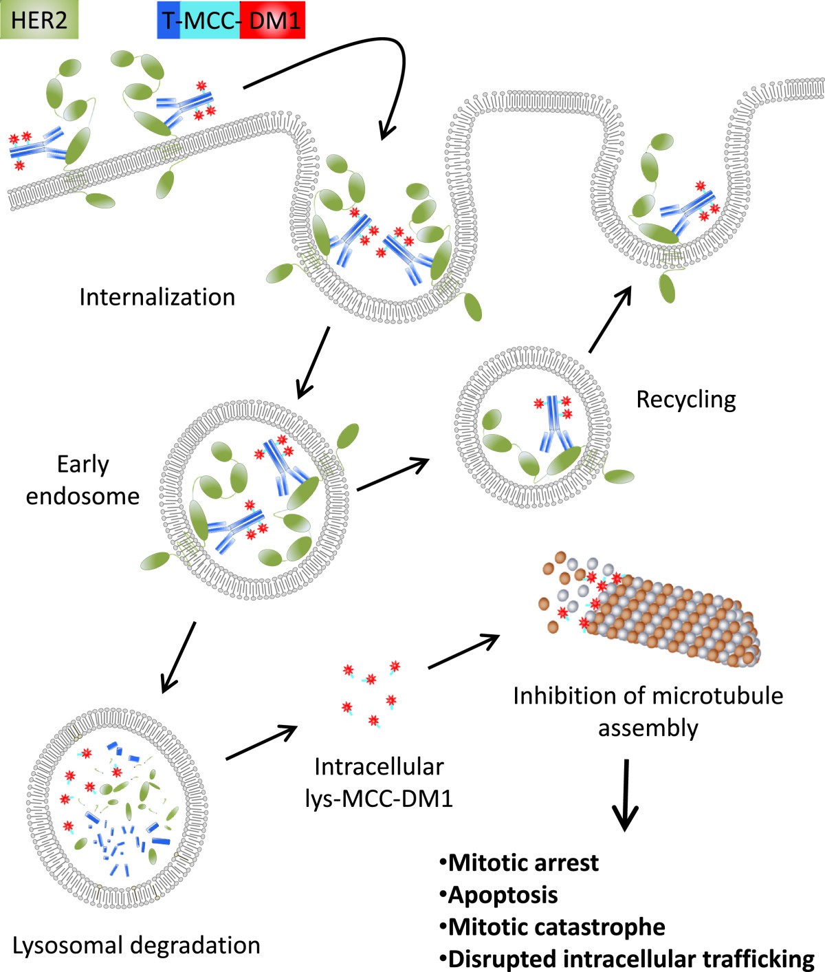Trastuzumab emtansine mechanisms of action and drug