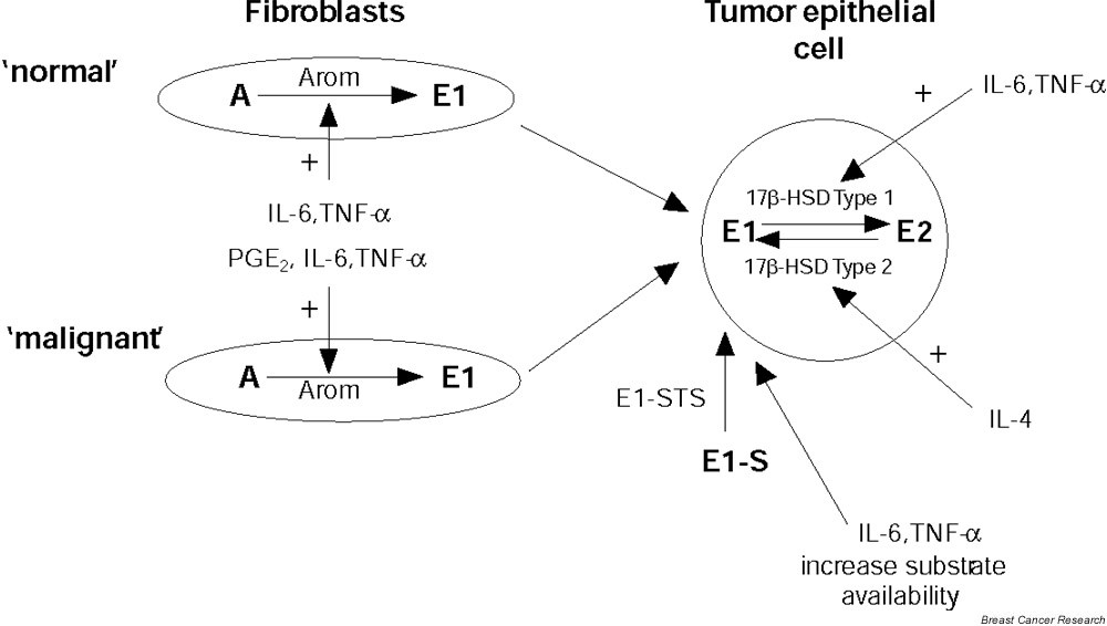 The role of cytokines in regulating estrogen synthesis implications