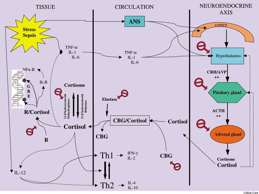 Clinical review Corticotherapy in sepsis Critical Care Full Text