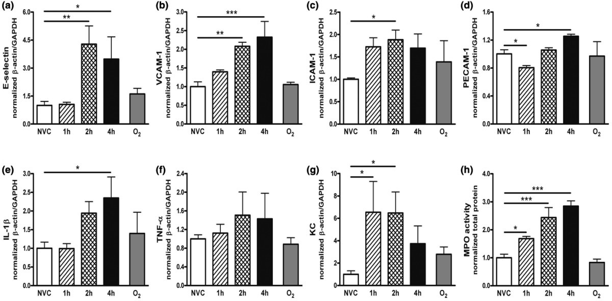 Ventilator-induced endothelial activation and inflammation in the lung