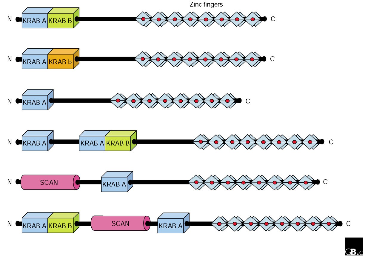 KRABcontaining zincfinger repressor proteins Genome Biology Full Text