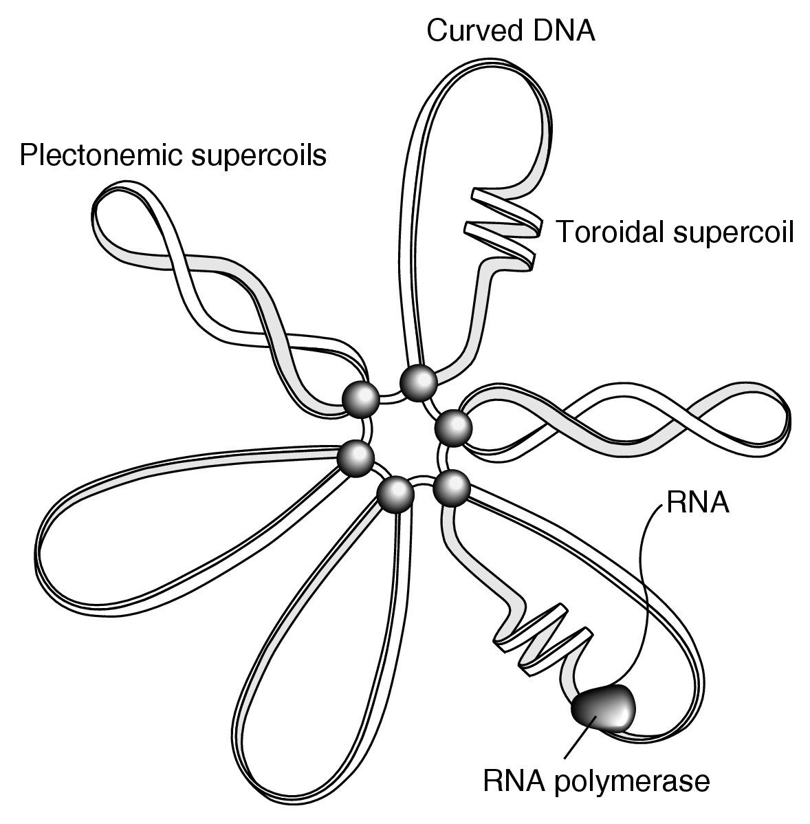 Chromatin architecture and gene expression in Escherichia coli Genome