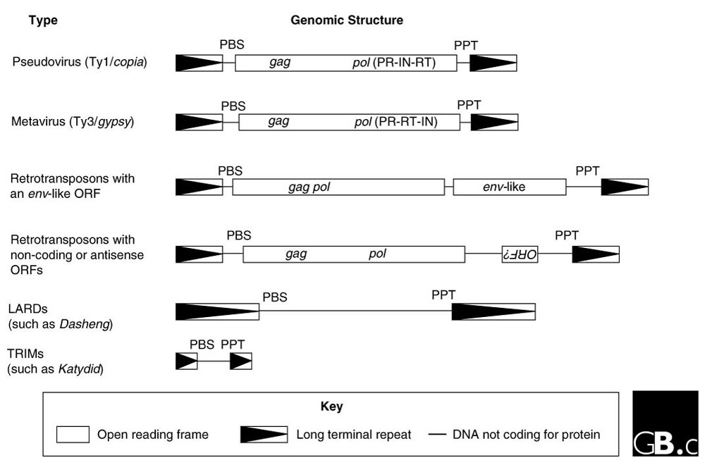 The diversity of LTR retrotransposons | Genome Biology | Full Text