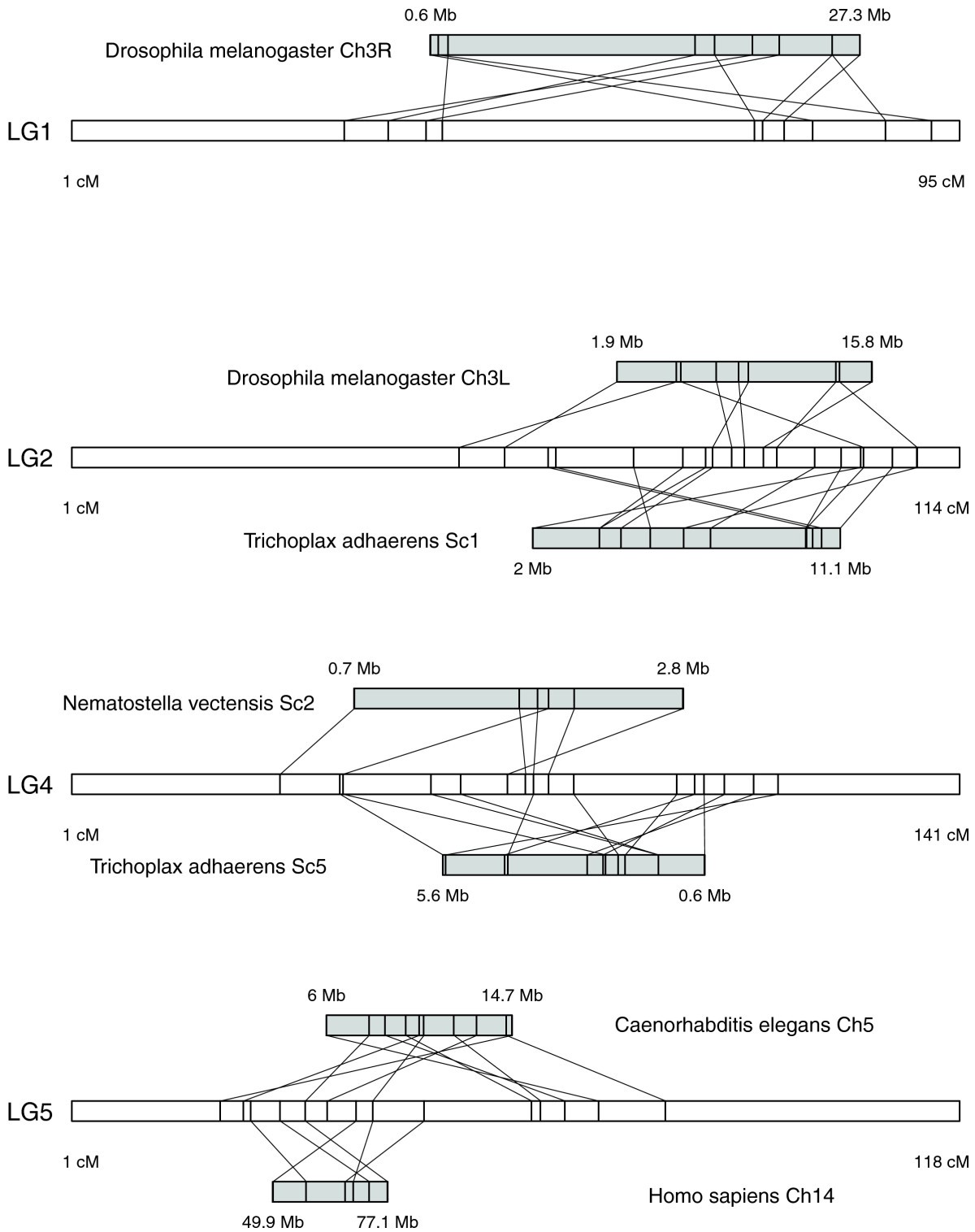 Scenarist bd torrent online