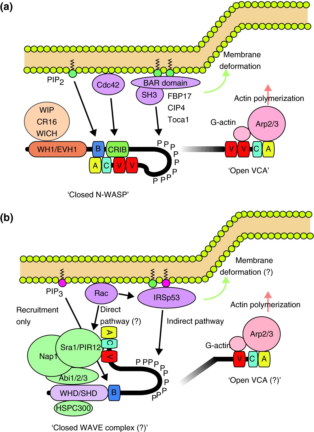 The WASP and WAVE family proteins Genome Biology Full Text