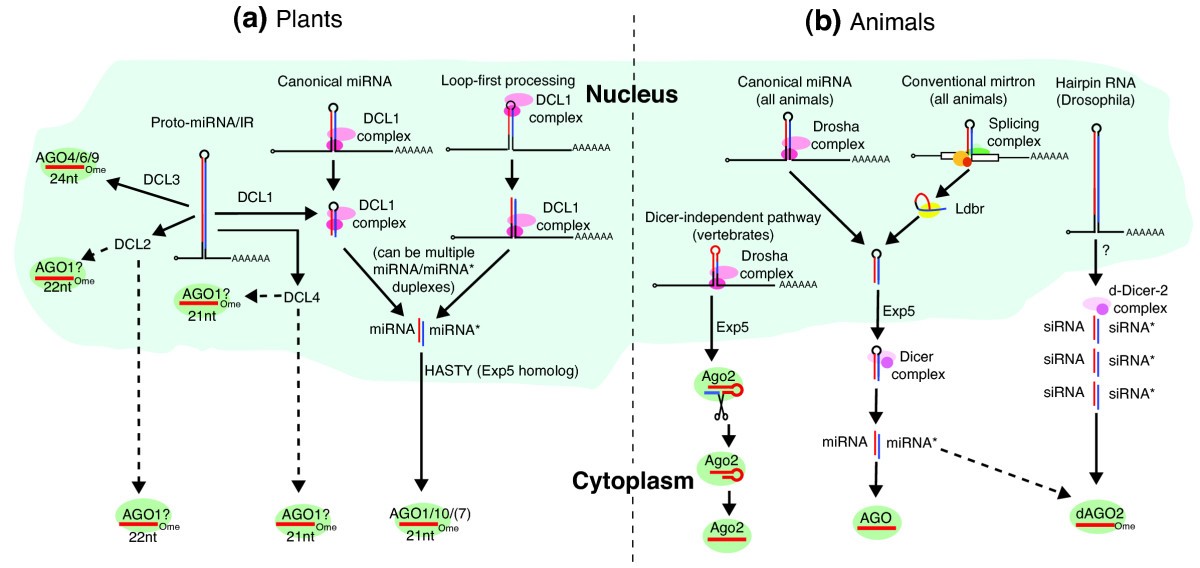 Vive la différence biogenesis and evolution of microRNAs