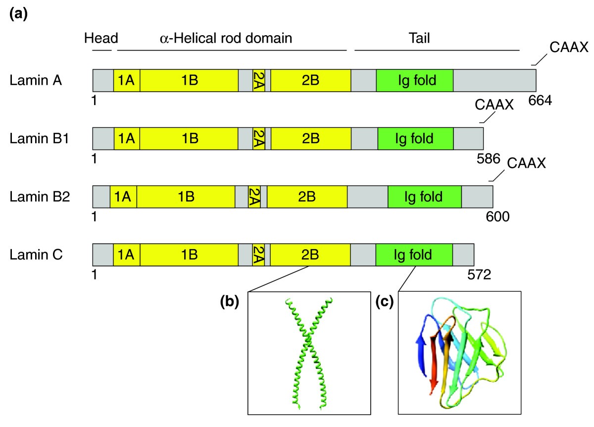 the lamin protein family genome biology full text the lamin protein family genome biology full text