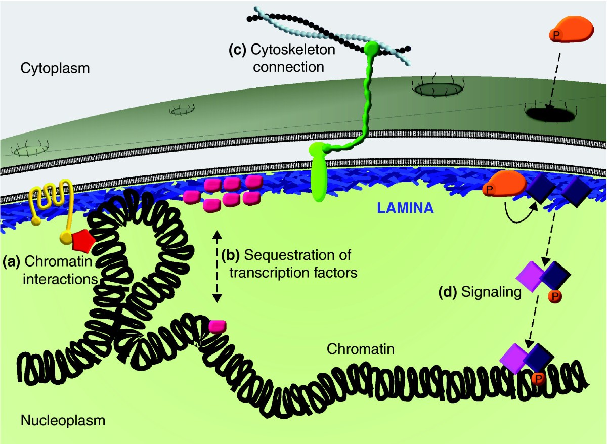 The lamin protein family | Genome Biology | Full Text