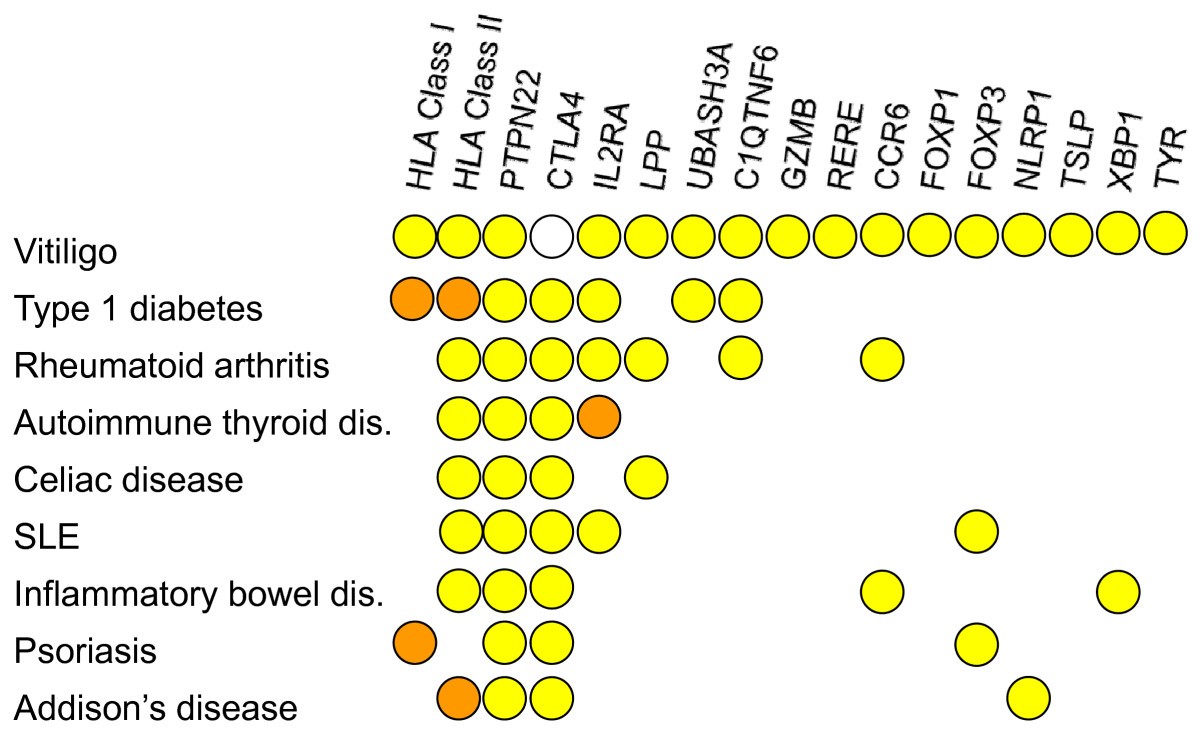 The of generalized vitiligo autoimmune pathways and an