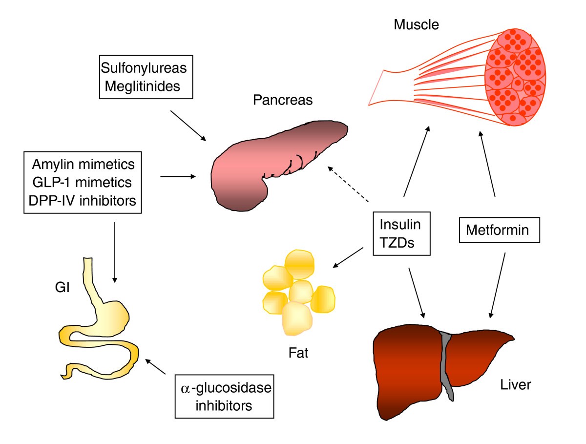 Cinnamon In Diabetes Mechanism Of Action