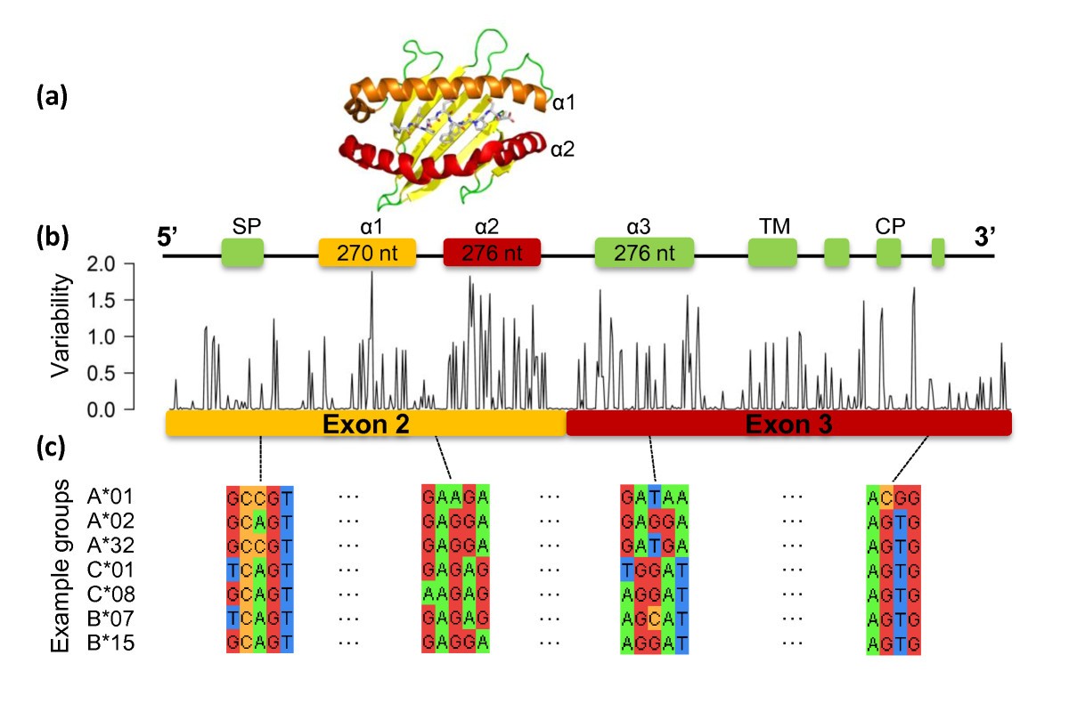 HLA typing from RNASeq sequence reads Genome Medicine Full Text