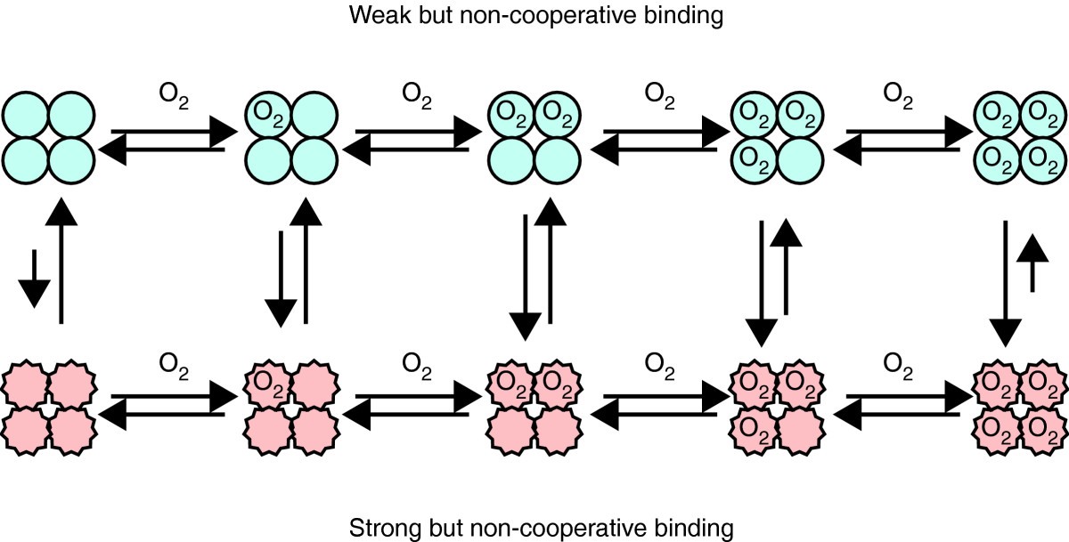 Q&A: Cooperativity | Journal of Biology | Full Text