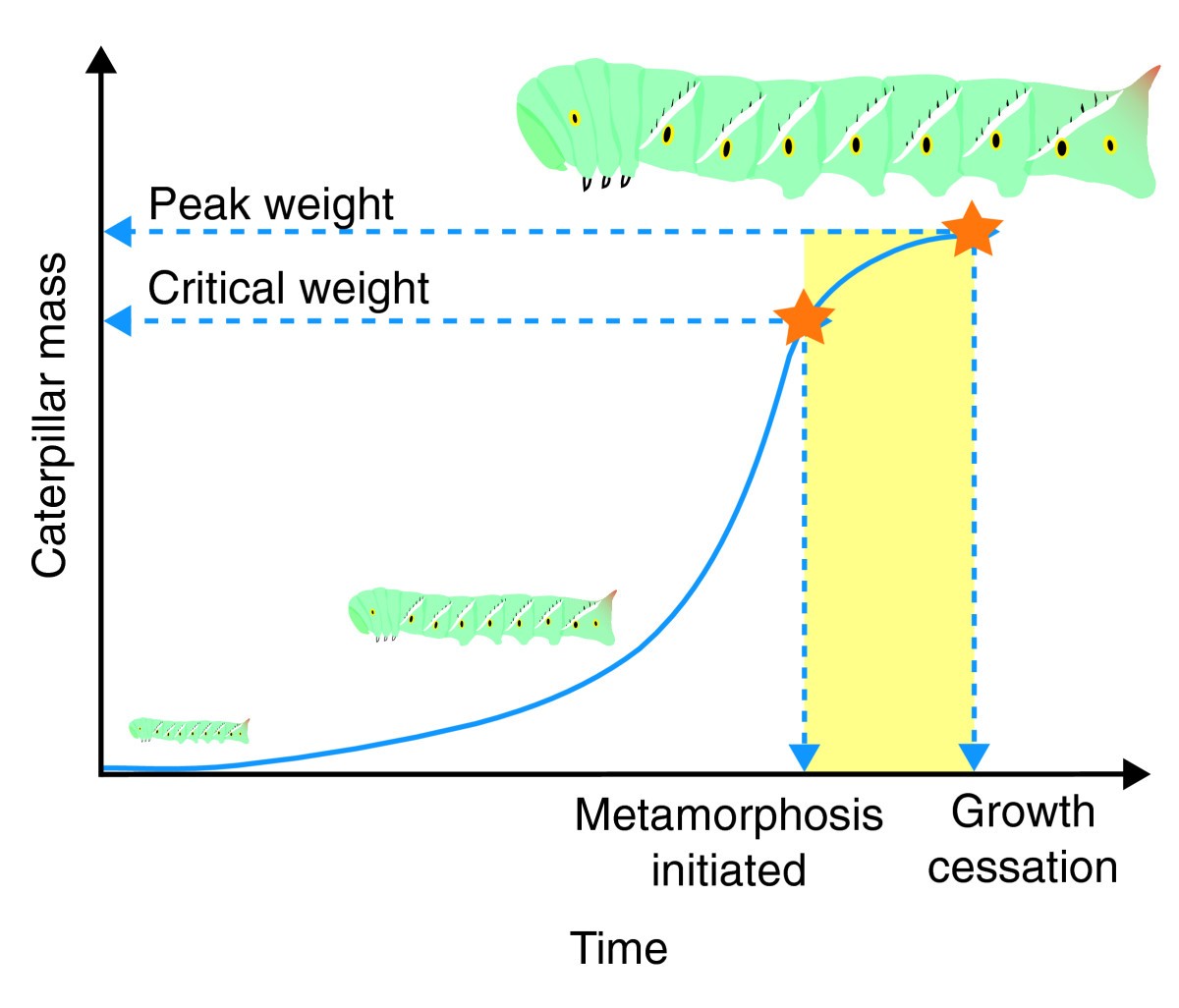 The proximate determinants of insect size Journal of Biology Full Text