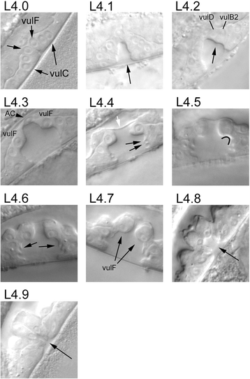 Morphologically Defined Sub
