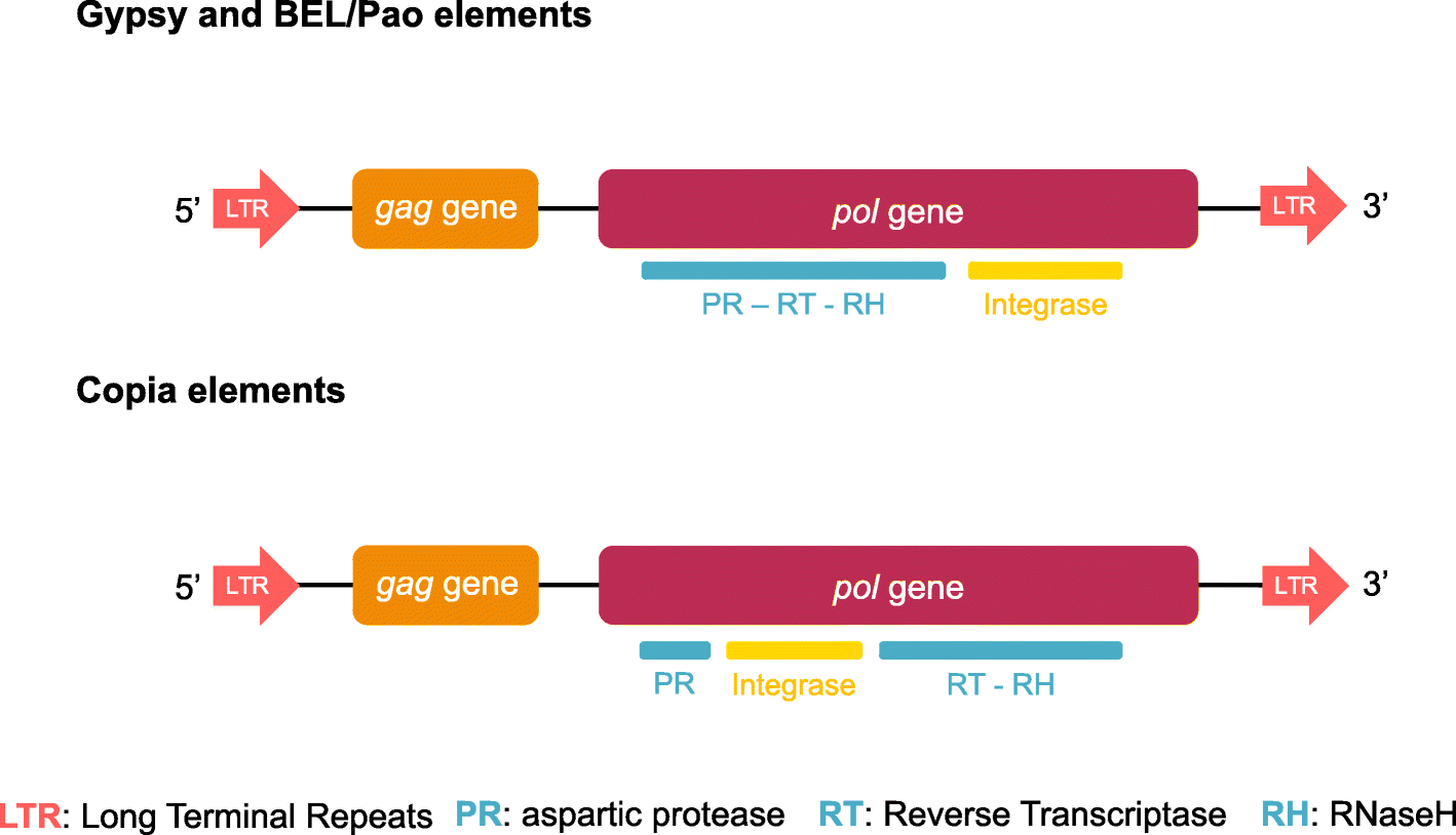 Mollusc genomes reveal variability in patterns of LTRretrotransposons