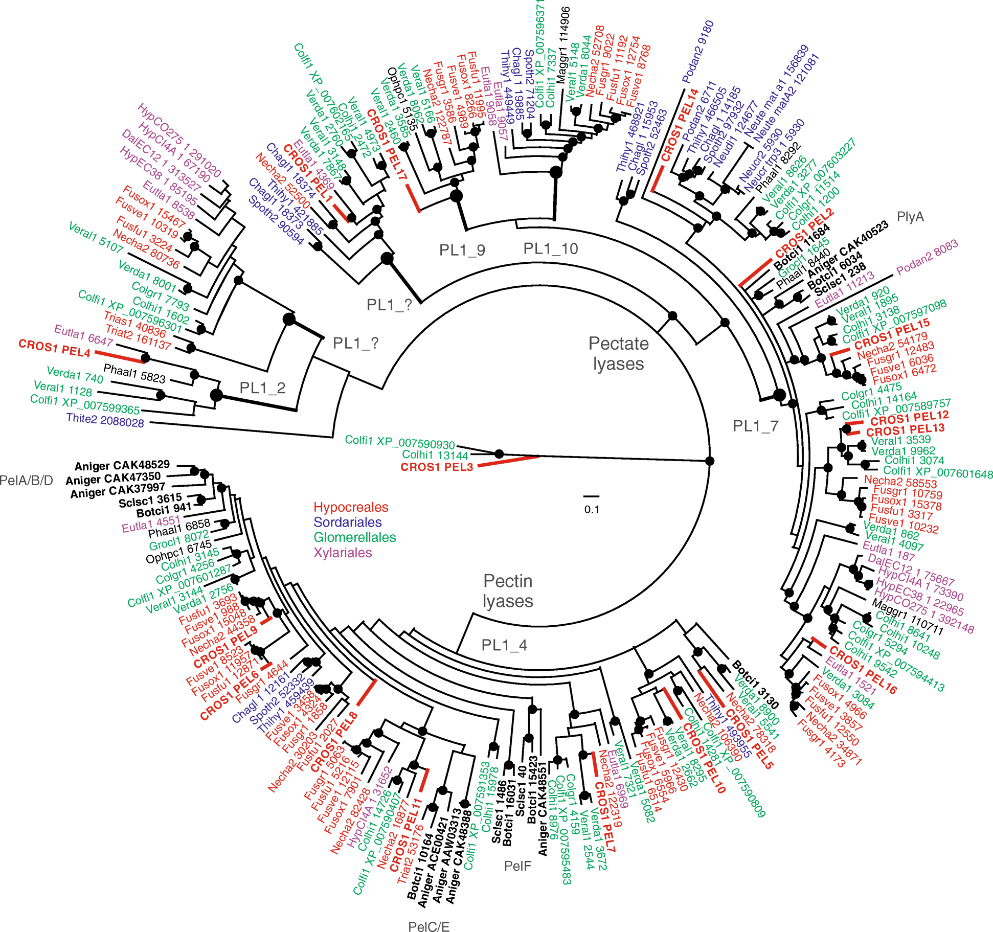 Evolution and functional characterization of pectate lyase PEL12, a