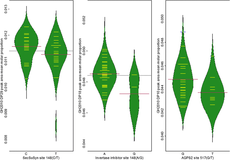Association mapping of starch chain length distribution and amylose