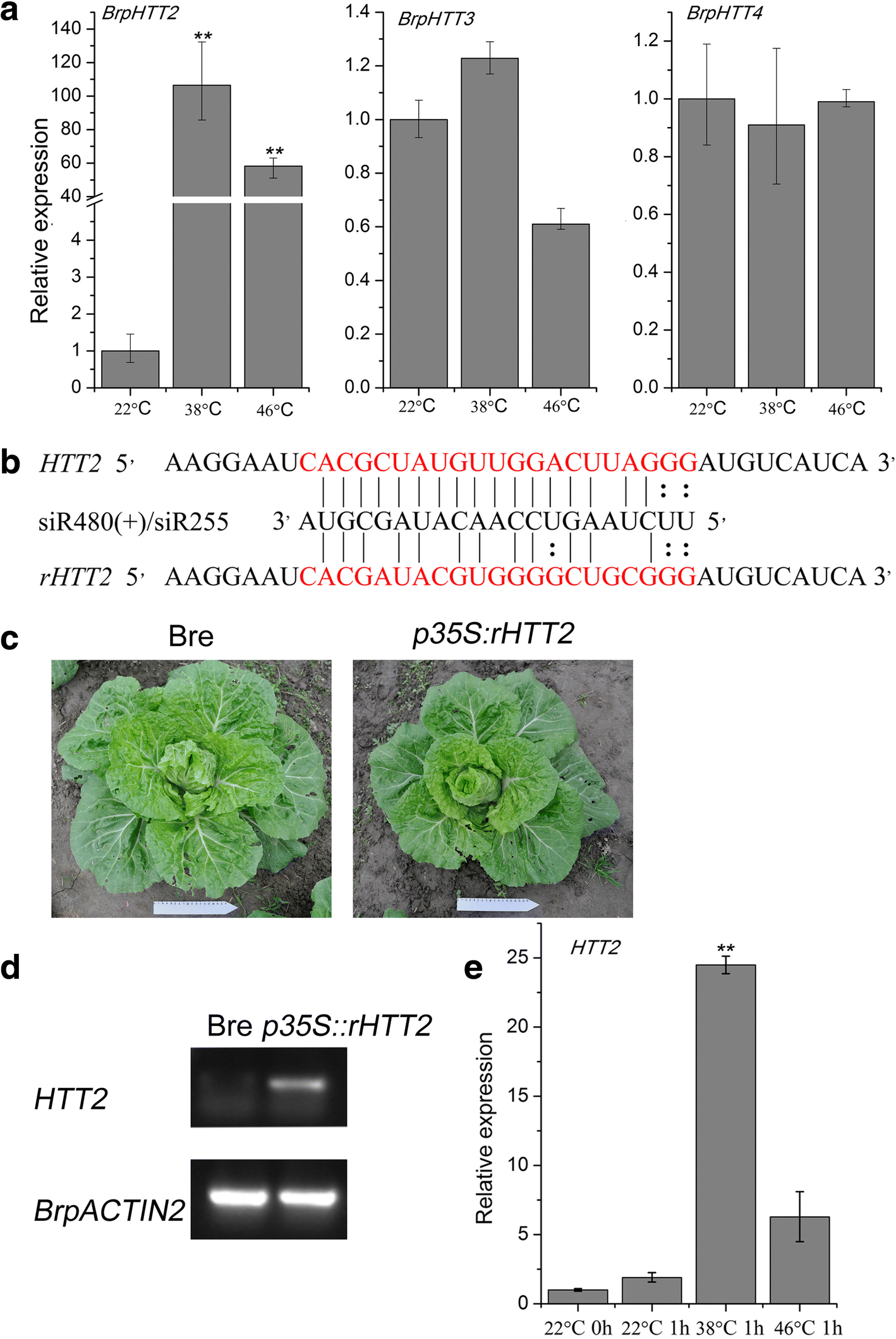 HTT2 promotes plant thermotolerance in Brassica rapa BMC