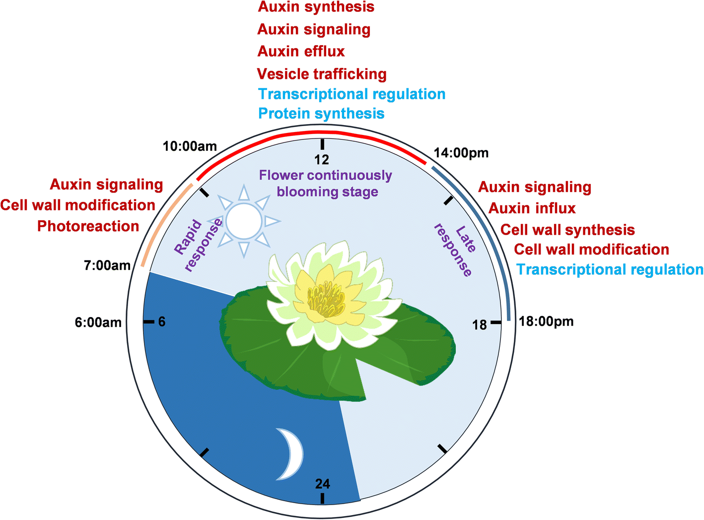 Auxin controls circadian flower opening and closure in the waterlily