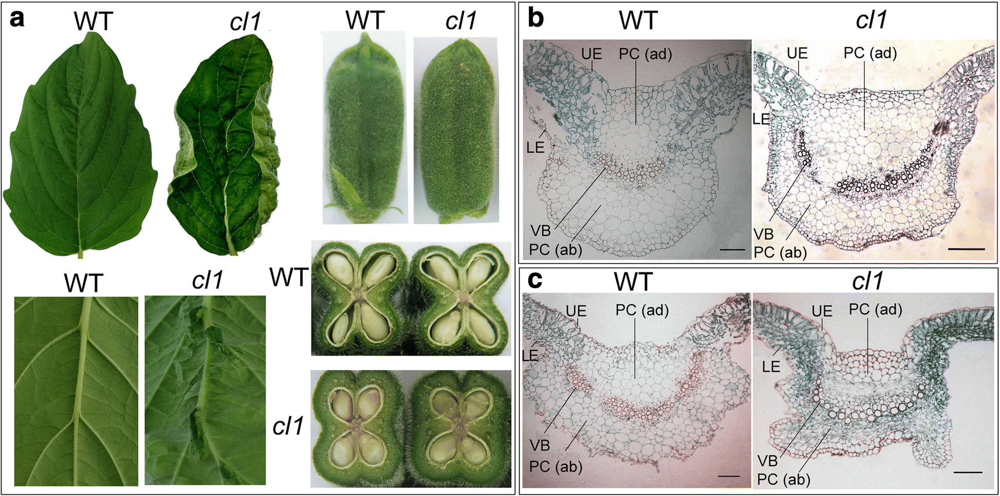 Identification of a SiCL1 gene controlling leaf curling