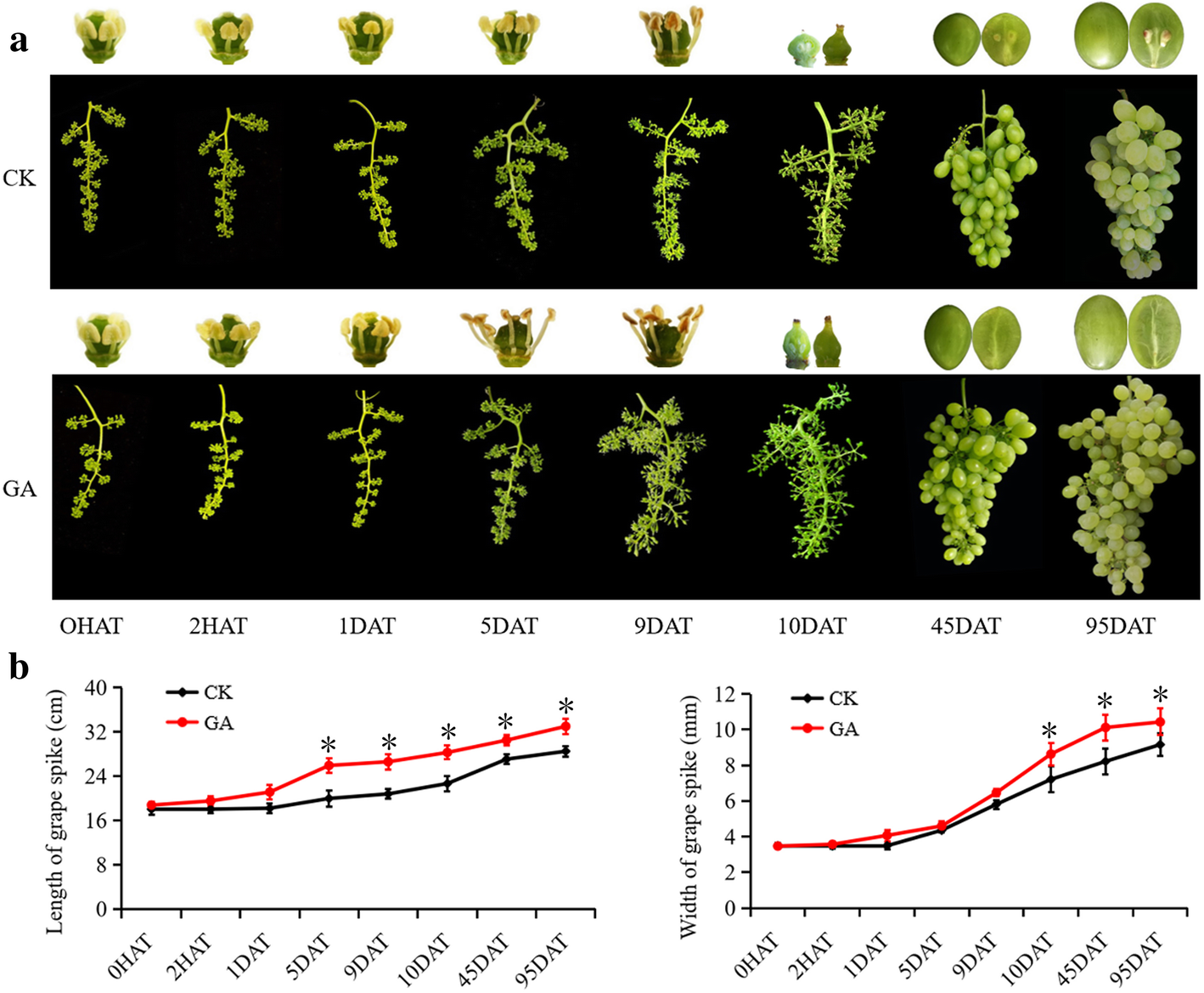 VvmiR160s/ VvARFs interaction and their spatiotemporal