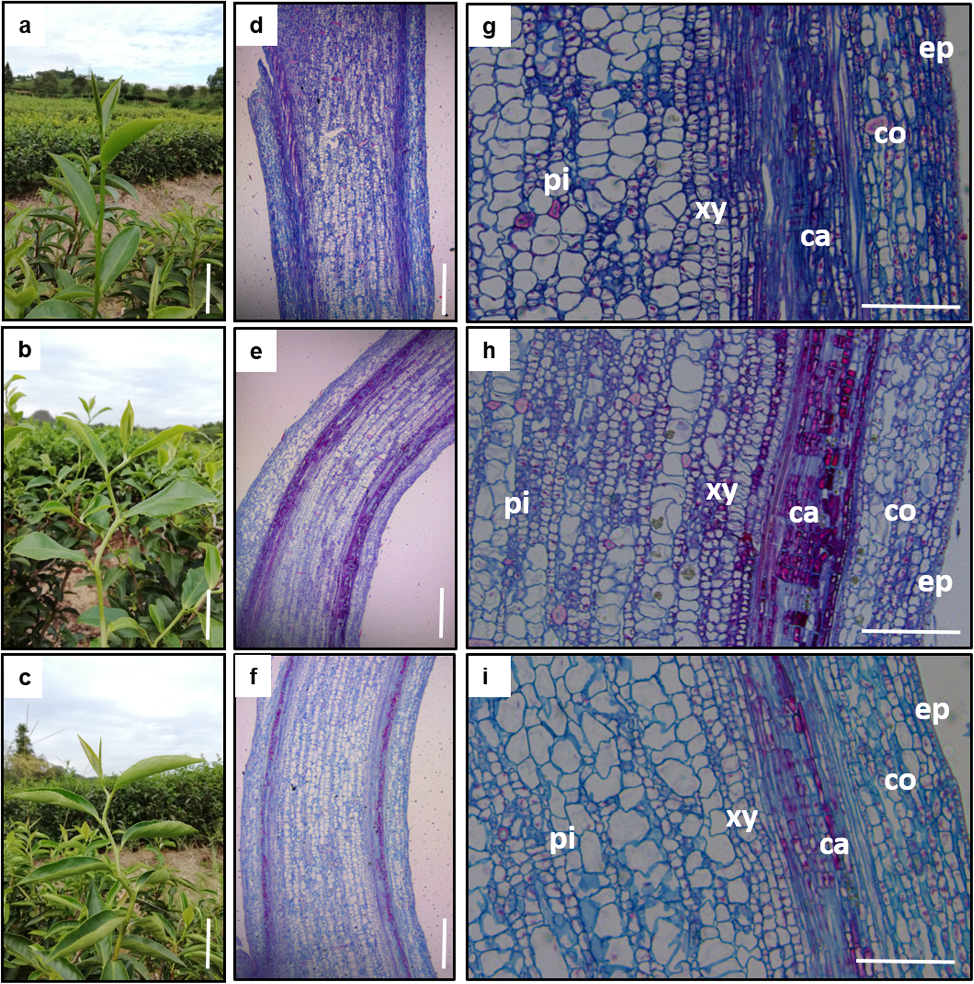 Transcriptome and metabolite analyses provide insights