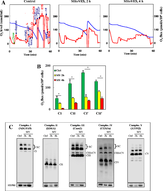 Mitochondrially targeted vitamin E succinate efficiently kills breast tumourinitiating cells in