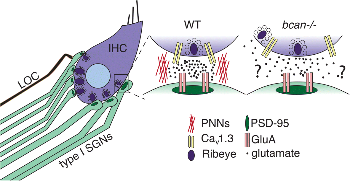 Brevican voltagegated calcium channels at the hair cell ribbon