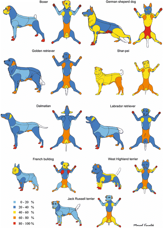 Canine atopic dermatitis: detailed guidelines for ... dermatology body diagram 