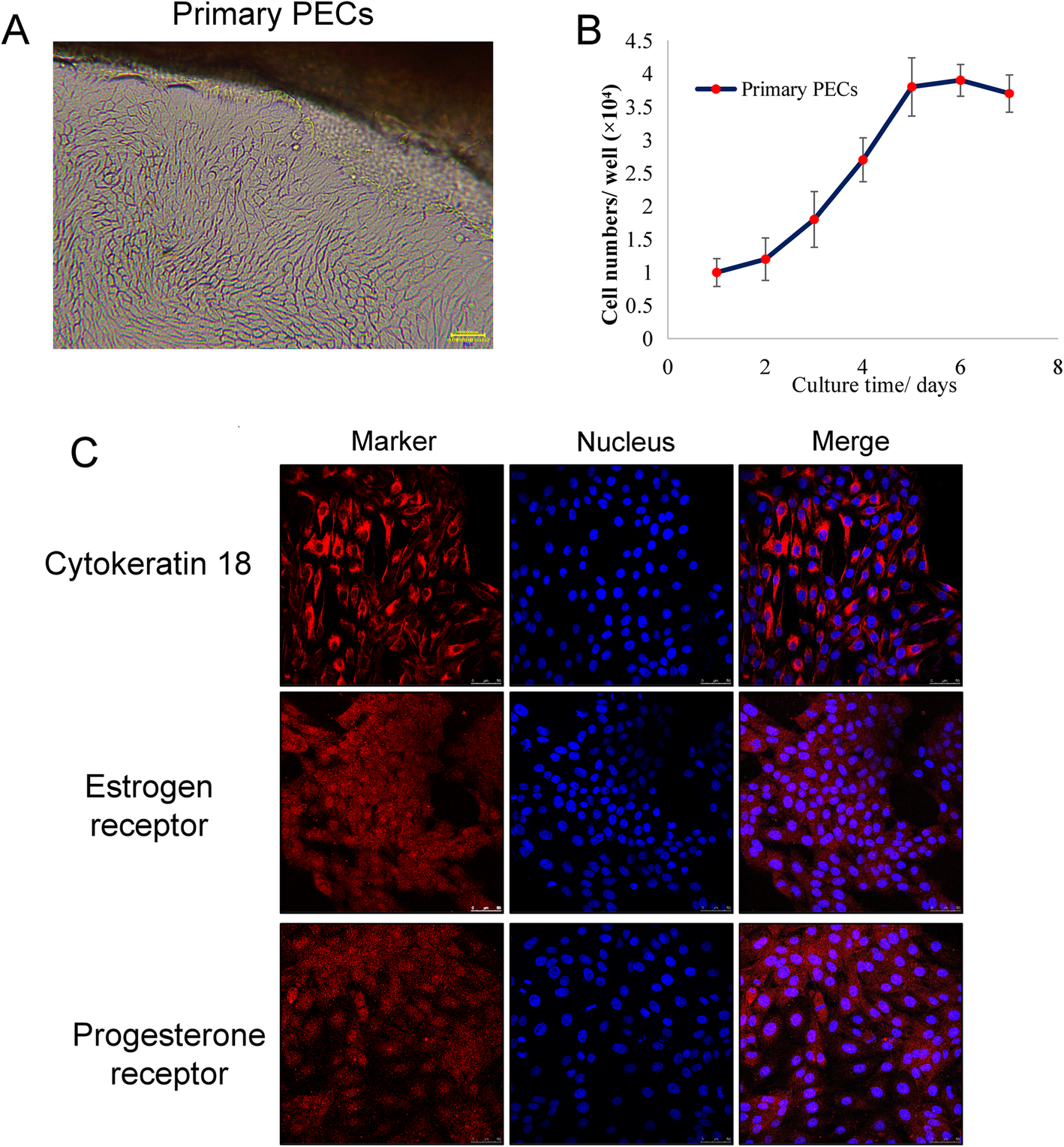 Establishment and evaluation of a PRRSVsensitive porcine endometrial
