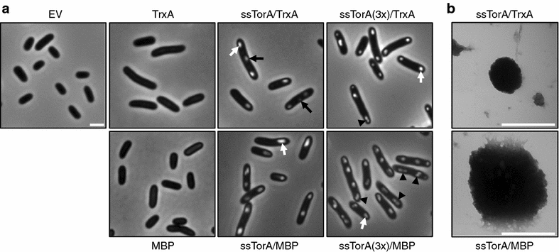 Application of an E. coli signal sequence as a versatile inclusion body