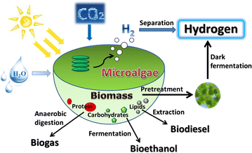 extract how hydrogen water from using hydrogen Fermentative pretreated production extract how hydrogen water from using hydrogen Fermentative pretreated production
