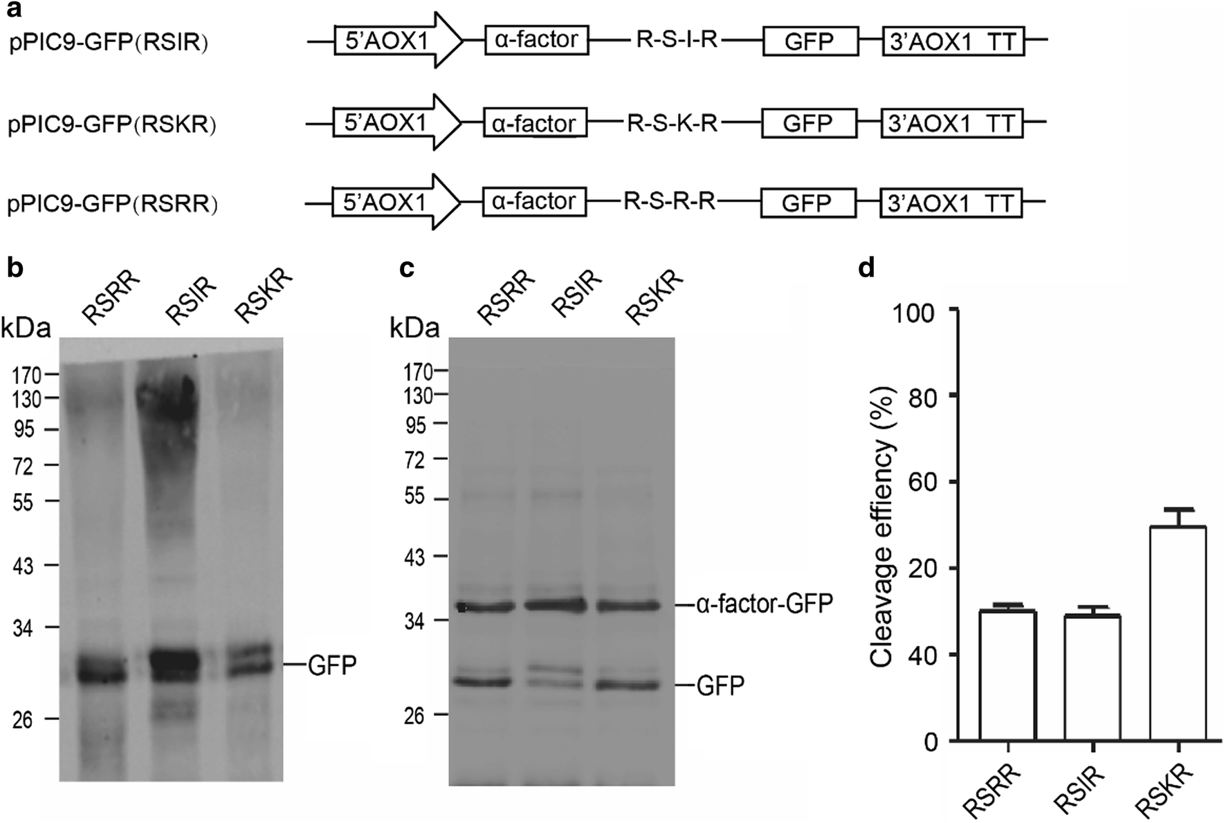 Investigation on the processing and improving the cleavage efficiency