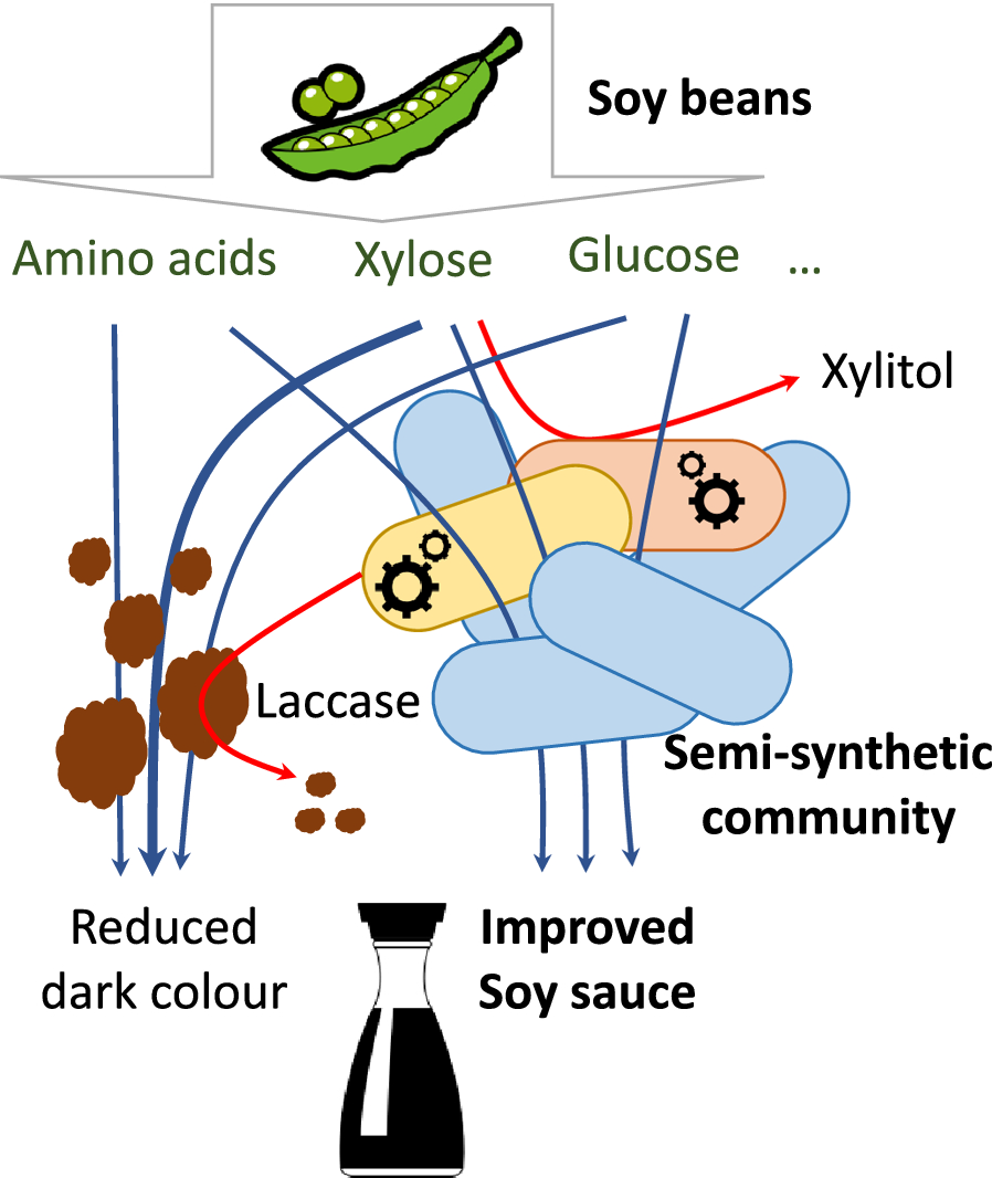 Towards semisynthetic microbial communities enhancing soy sauce