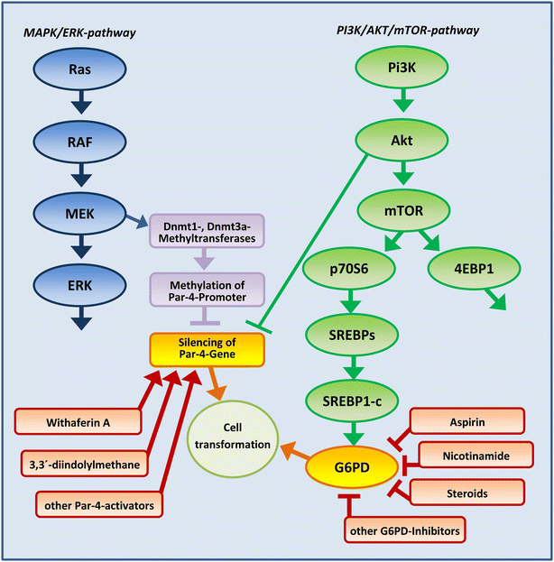 Simultaneous Dual Targeting Of Par 4 And G6PD A Promising New Approach In Cancer Therapy 