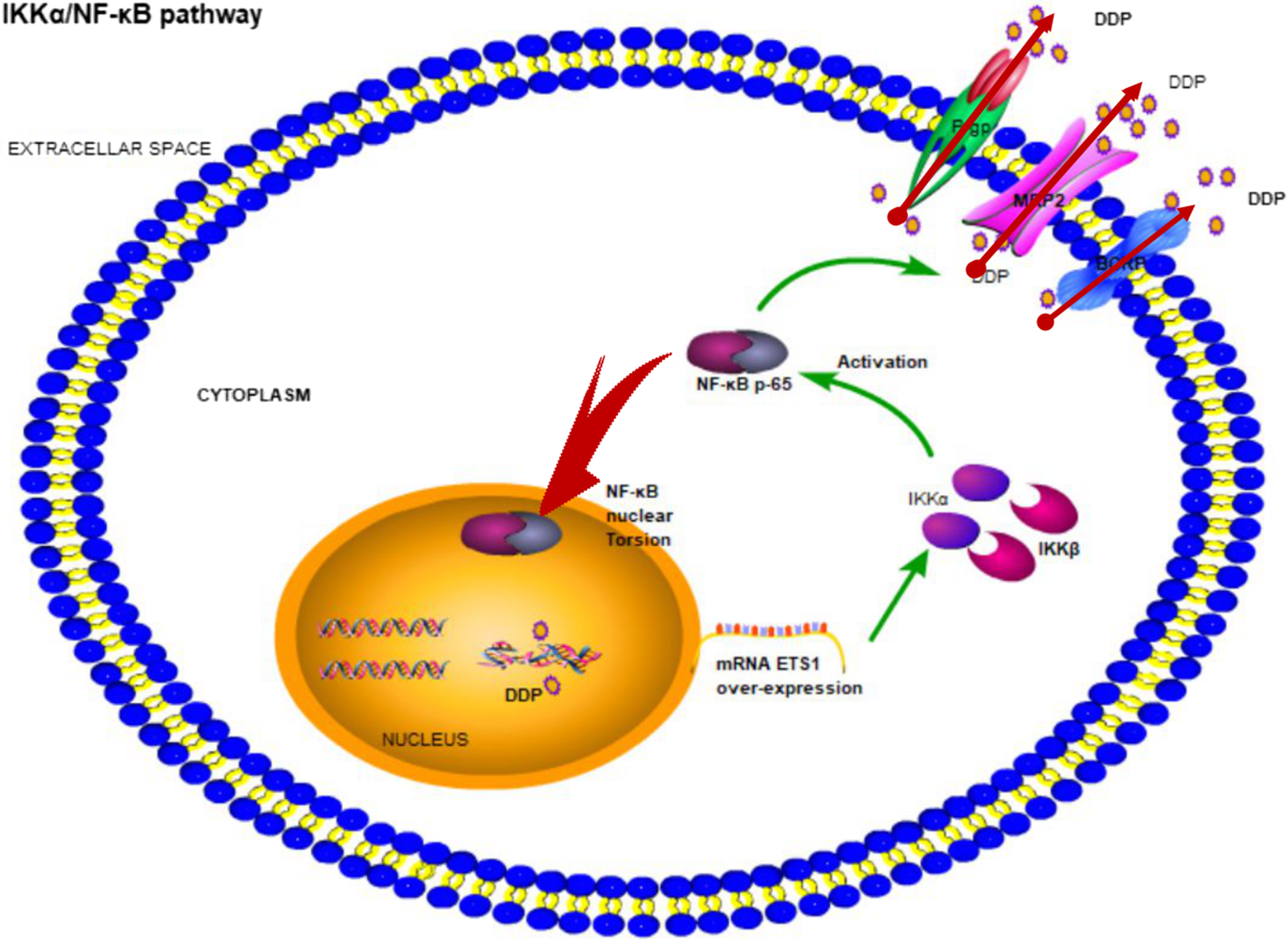 ETS1 is associated with cisplatin resistance through IKKα/NF-κB pathway ...