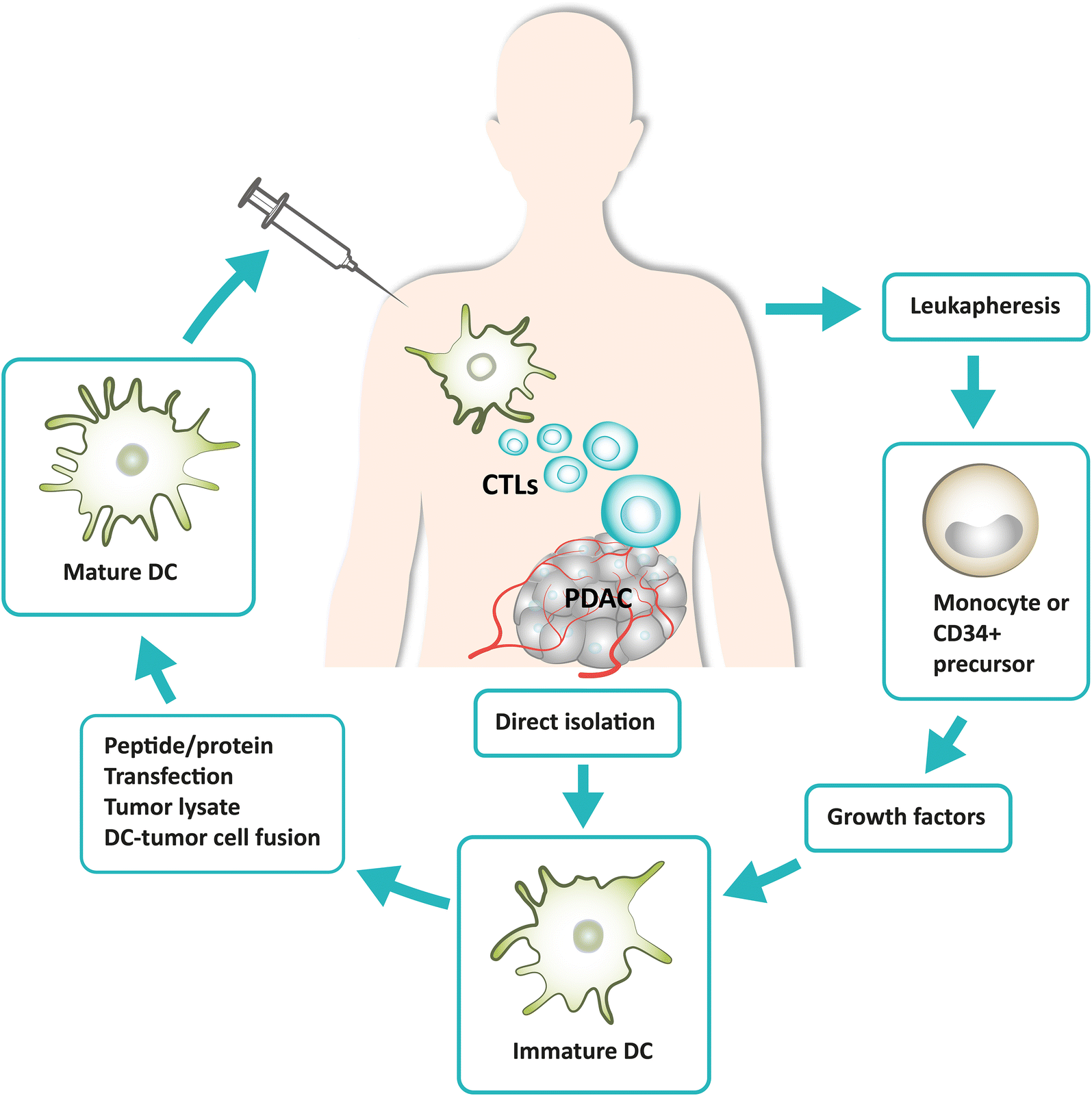 Targeting dendritic cells in pancreatic ductal