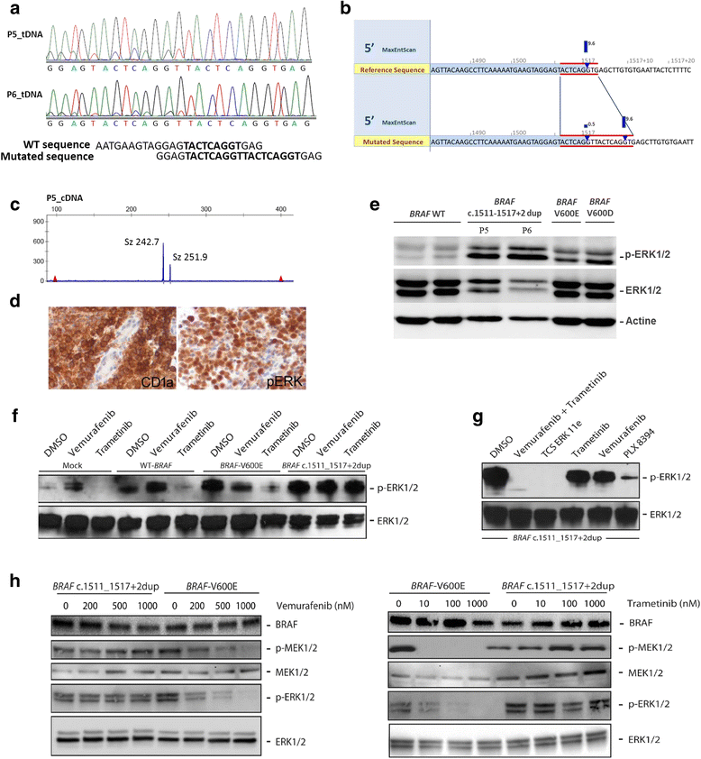 New somatic BRAF splicing mutation in Langerhans cell histiocytosis