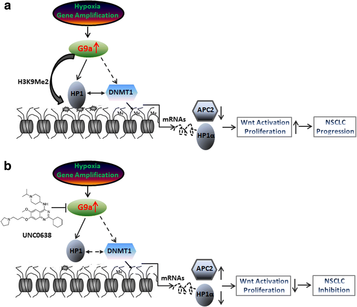 Targeting histone methyltransferase G9a inhibits growth and Wnt ...