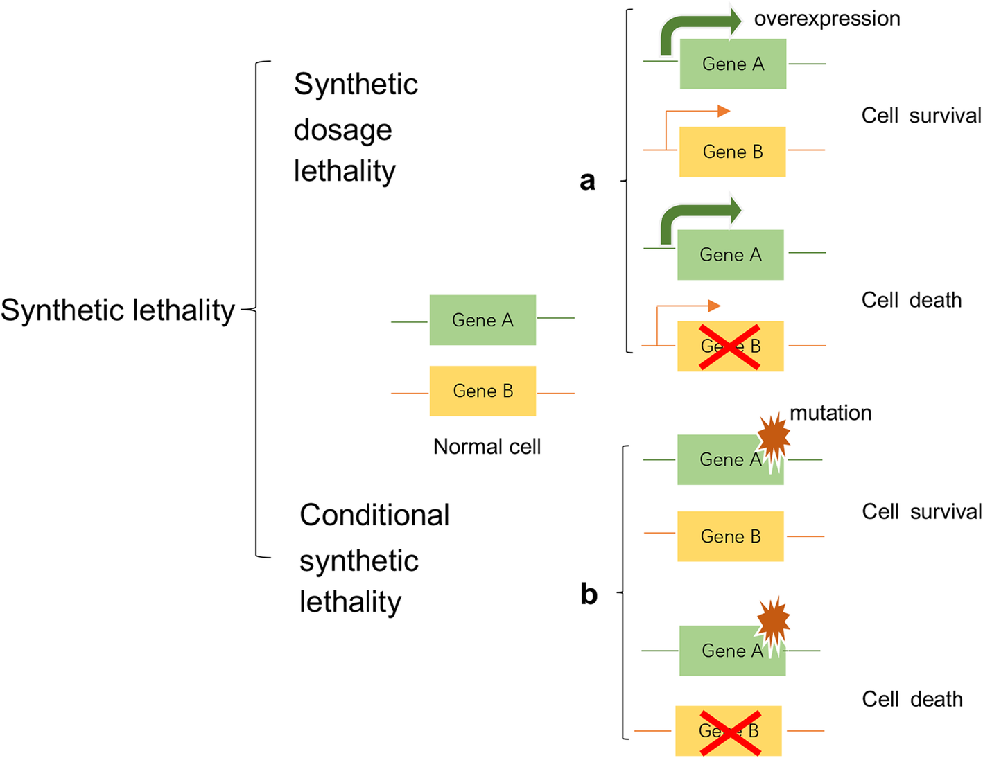 PARP inhibitors in pancreatic cancer molecular mechanisms
