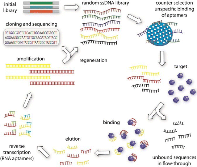 Aptamer selection and applications for breast cancer diagnostics and ...